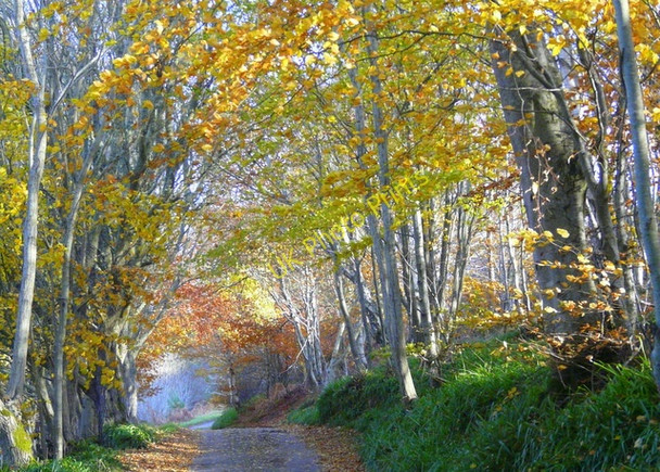 Photo 6"x4" Road to South Sutor Cromarty\/NH7867 c2008