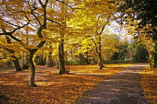 Photo 6"x4" Oakwood Park, London N14 Southgate\/TQ3094 c2008 P2