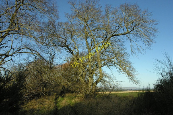 Photo 6"x4" Elm and path, High Wood Tornagrain c2008