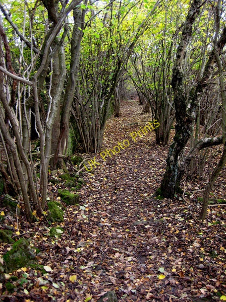 Photo 6"x4" Path to Coldwell Rocks English Bicknor c2008