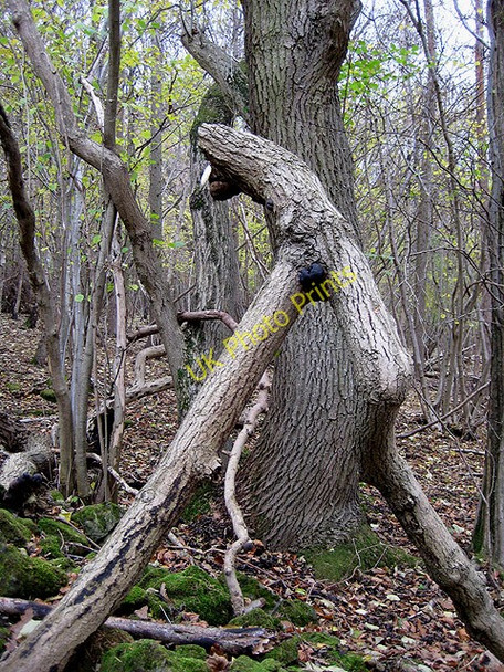 Photo 6"x4" Death throes Great Doward c2008