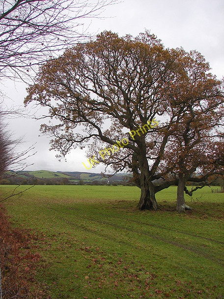 Photo 6"x4" Dyffryn Rheidol Capel Dewi\/SN6282 c2008