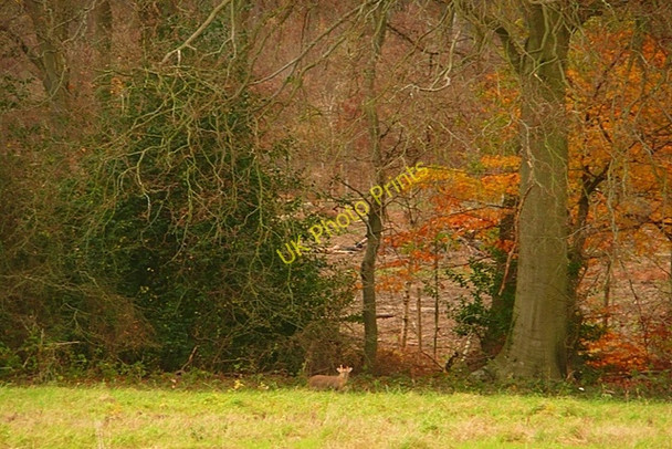 Photo 6"x4" Towards New Copse Gallowstree Common c2008