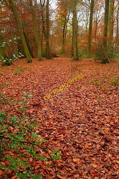 Photo 6"x4" In New Copse Gallowstree Common c2008