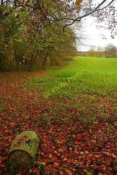 Photo 6"x4" Edge of New Copse Gallowstree Common c2008