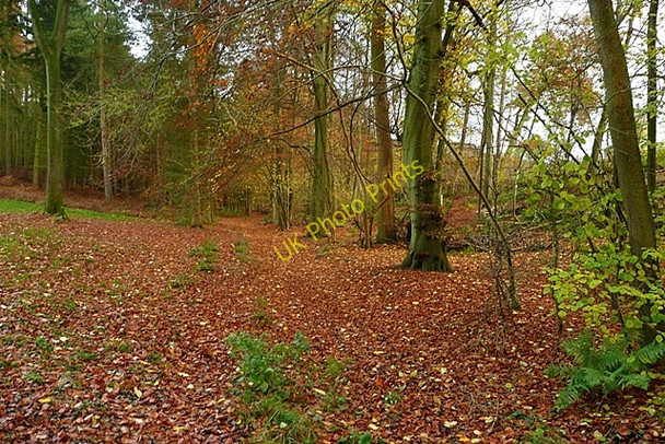 Photo 6"x4" Footpath through Tartary Shepherd's Green c2008
