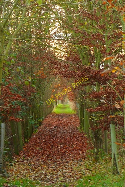 Photo 6"x4" Footpath across the golf course Greys Green c2008