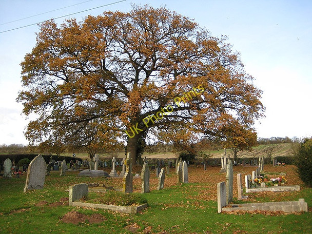 Photo 6"x4" Jubilee oak, Sutton St Michael Sutton St Michael c2008