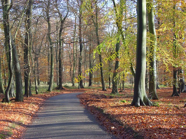 Photo 6"x4" Road in Gussetts Wood Southend\/SU7589 c2008