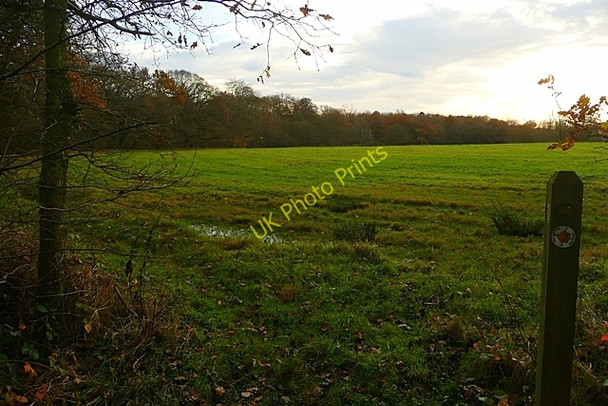 Photo 6"x4" Edge of Elm Copse Anvilles c2008