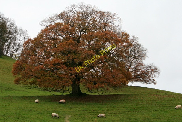 Photo 6"x4" Autumn Oak with Sheep Pooley Bridge c2008