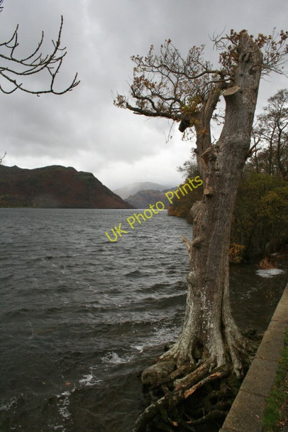 Photo 6"x4" Well Pollarded Tree and Ullswater. Martindale c2008