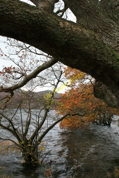 Photo 6"x4" Trees on the Ullswater Shore Martindale c2008