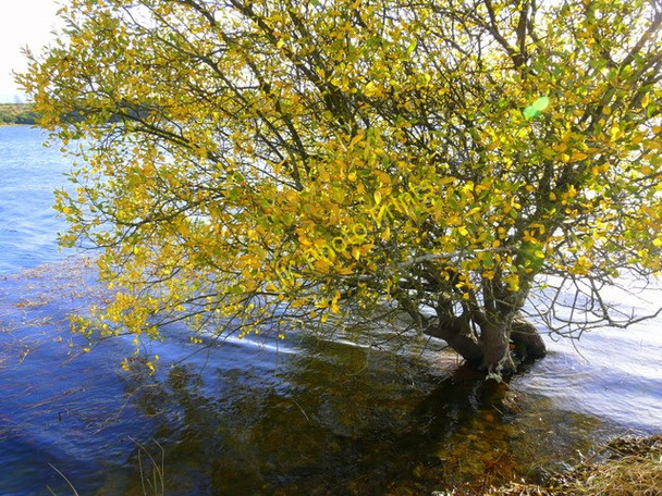 Photo 6"x4" Watery tree, Loch Flemington Lochside\/NH8152 c2008
