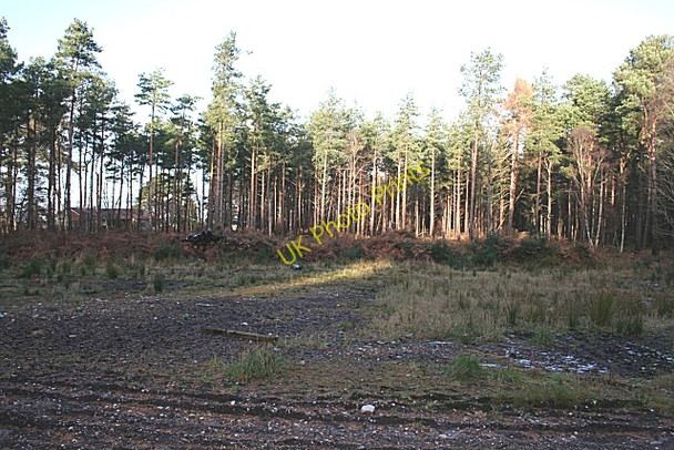Photo 6"x4" Sleepieshill Wood Muir of Lochs c2008