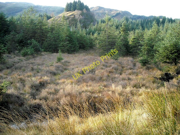 Photo 6"x4" Loch Ard Forest Kinlochard c2008