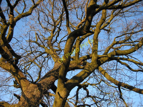 Photo 6"x4" Old tree, blue sky Bentlawnt c2008