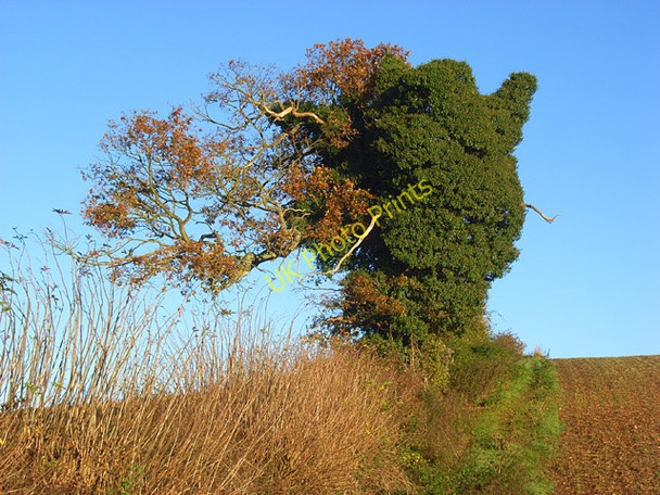 Photo 6"x4" Ivy-clad tree, Crowsley Crowsley c2008