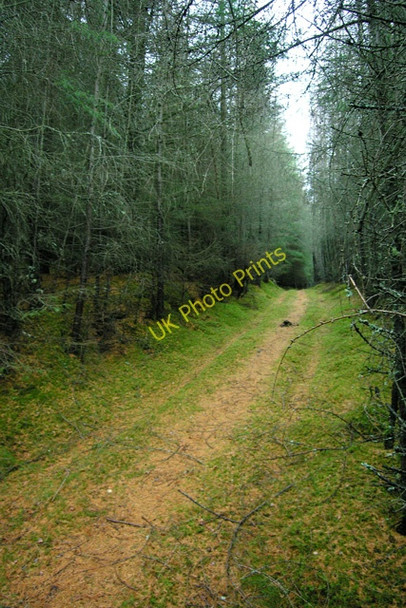 Photo 6"x4" Forest track, The Ord Littlemill\/NH9150 c2008