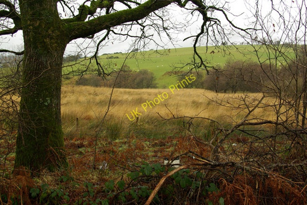 Photo 6"x4" Looking north-west over rushes Llangammarch Wells c2008