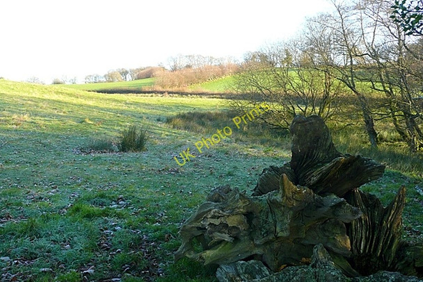 Photo 6"x4" Rough pasture at Ysgubor-uchaf Disserth c2008
