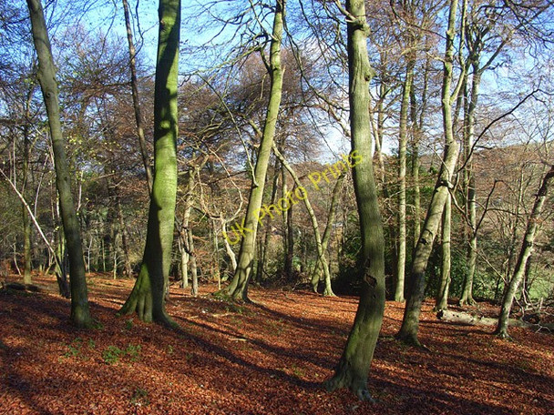 Photo 6"x4" Woodcock Wood, Hughenden Hughenden Valley c2008