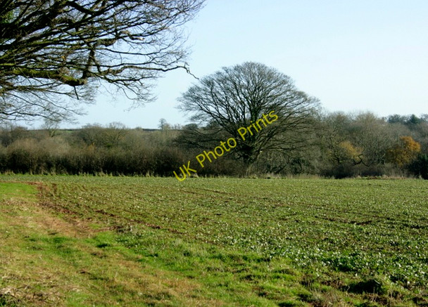Photo 6"x4" 2008 : Field of broad bean seedlings Lipyeate c2008