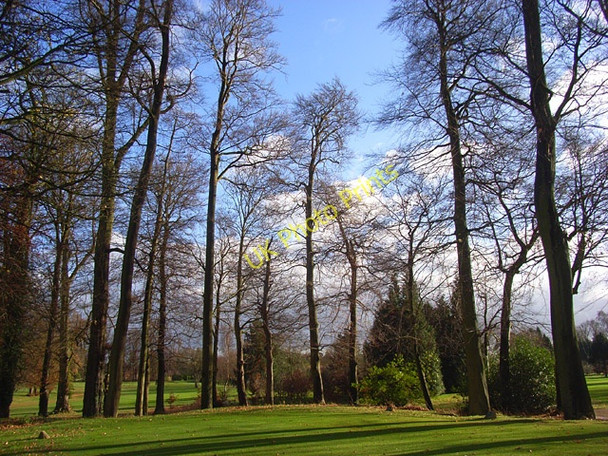 Photo 6"x4" Trees on the golf course, Badgemore Henley-on-Thames c2008
