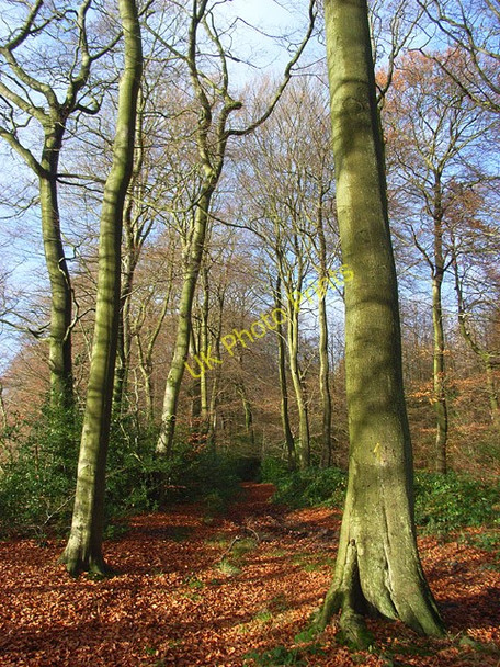Photo 6"x4" Lambridge Wood Henley-on-Thames c2008