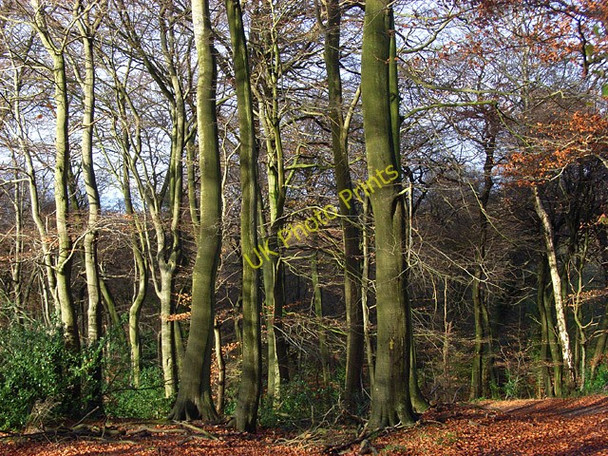 Photo 6"x4" Lambridge Wood Broadplat c2008