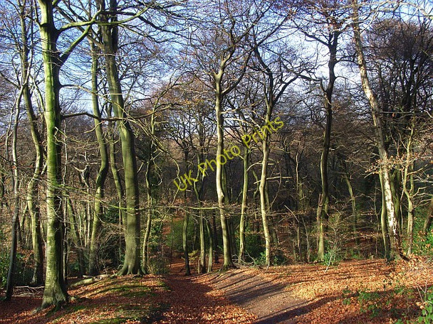 Photo 6"x4" Lambridge Wood Broadplat c2008 P1