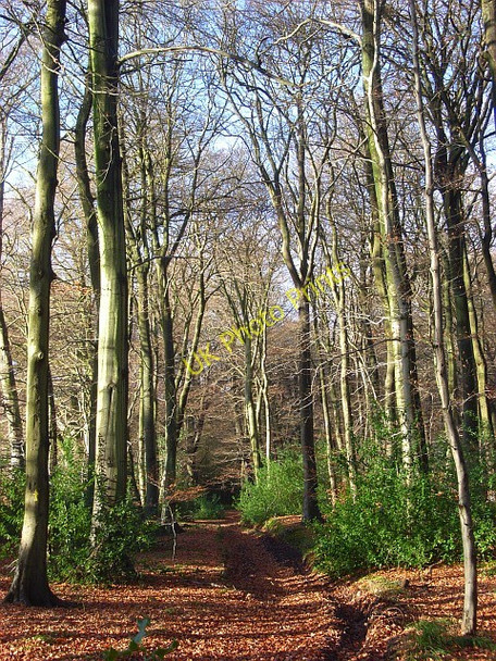 Photo 6"x4" Lambridge Wood Broadplat c2008 P2