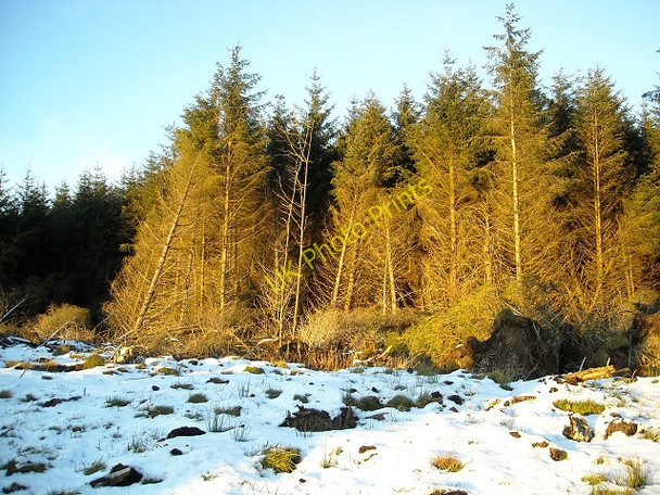 Photo 6"x4" Whitelee Forest Auldhouse c2008