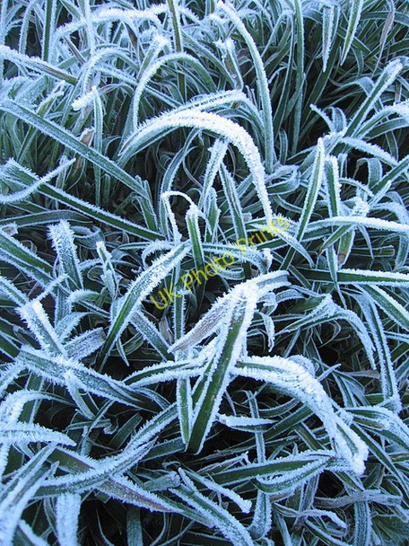 Photo 6"x4" Hoarfrost-covered grass, Grogwynion Llanafan c2008