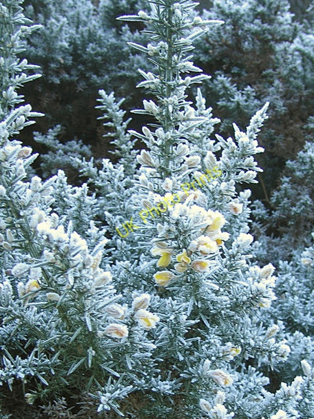 Photo 6"x4" Flowering gorse covered in frost Llanafan c2008