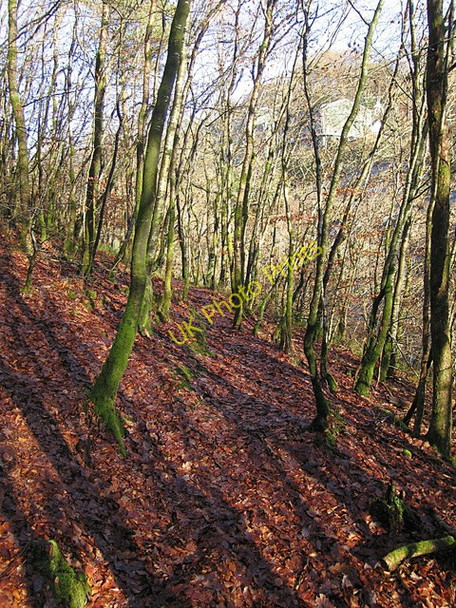 Photo 6"x4" Oak wood on the north side of Ystwyth gorge Pont-rhyd-y-groes c2008