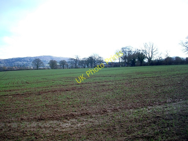 Photo 6"x4" Young crop near Colwall Mill Farm Colwall c2008