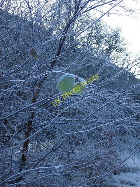 Photo 6"x4" Leftover leaves Brynafan c2008