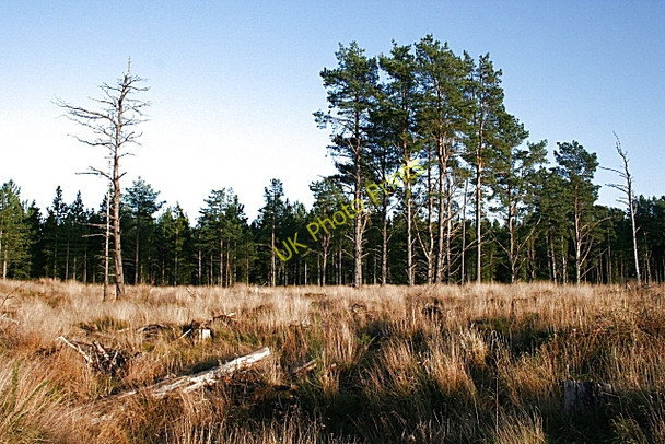 Photo 6"x4" Forest Clearing Windyridge\/NJ2367 c2008