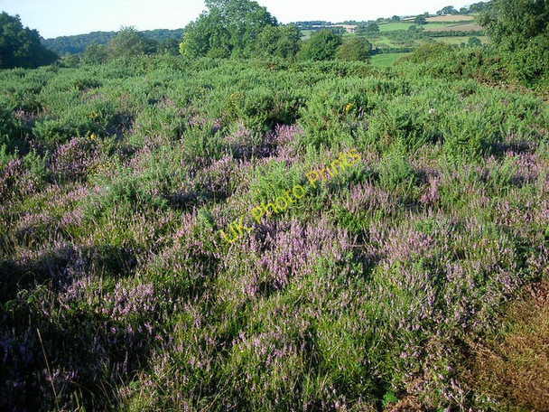 Photo 6"x4" Recently burnt area Abbey Dore c2008