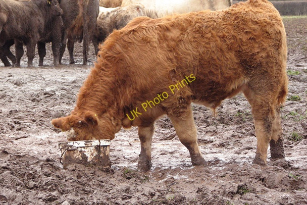 Photo 6"x4" Beef Supper Nailsea c2008