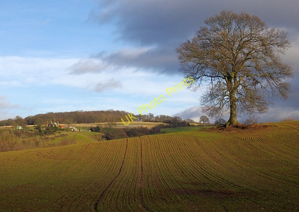 Photo 6"x4" Young crop near the Pepper Mill Bromesberrow c2008