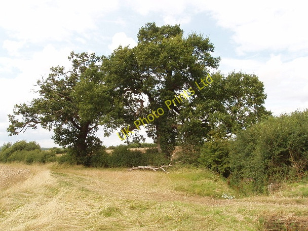 Photo 6"x4" Mature oak trees in hedge, Yardley Hastings Yardley Hastings c2007