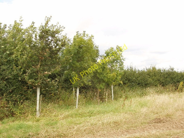 Photo 6"x4" Young oak and ash trees, Yardley Hastings Yardley Hastings c2007