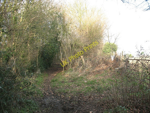 Photo 6"x4" Meeting of uncertain paths (Wise's Lane) Ash\/TQ6064 c2008