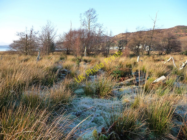 Photo 6"x4" Cleared forest south of Reraig Balmacara c2008