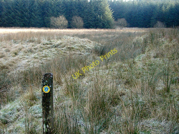 Photo 6"x4" Navigating across the Waun Llinau bog Aberangell c2008