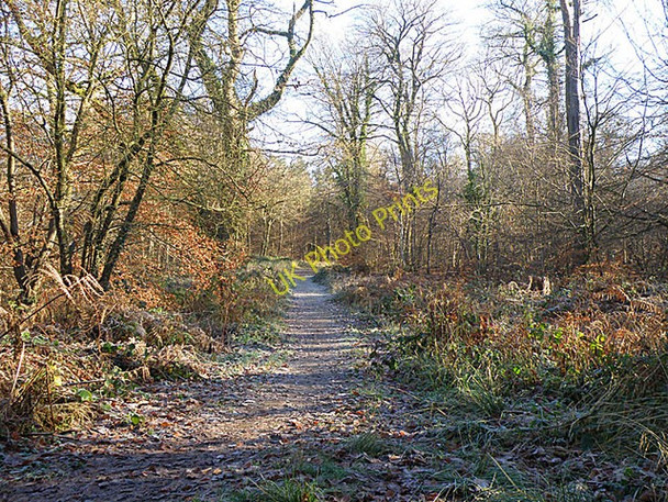 Photo 6"x4" Forest Track Ninewells\/SO5812 c2008