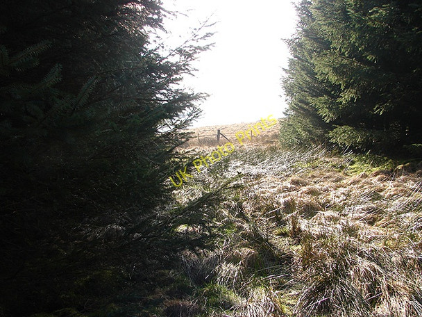 Photo 6"x4" Emerging from the forestry at Waun Llinau onto Mynydd y Cemais Mallwyd c2008