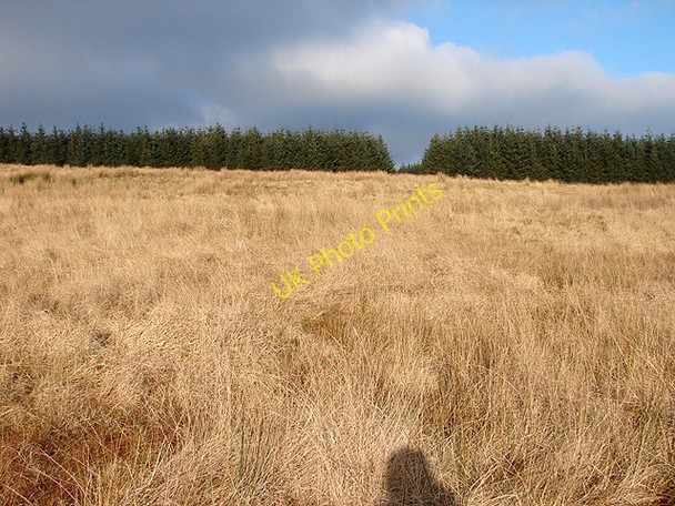 Photo 6"x4" A view towards the forestry at Waun Llinau Mallwyd c2008